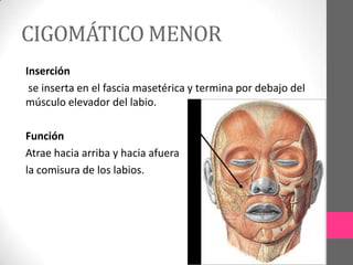 CIGOMÁTICO MENOR
Inserción
se inserta en el fascia masetérica y termina por debajo del
músculo elevador del labio.
Función
Atrae hacia arriba y hacia afuera
la comisura de los labios.

 