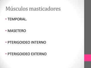 Músculos masticadores
• TEMPORAL.
• MASETERO

• PTERIGOIDEO INTERNO
• PTERIGOIDEO EXTERNO

 