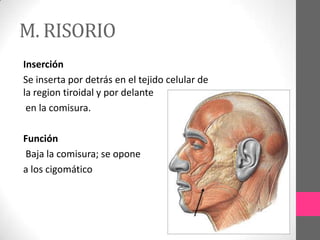 M. RISORIO
Inserción
Se inserta por detrás en el tejido celular de
la region tiroidal y por delante
en la comisura.

Función
Baja la comisura; se opone
a los cigomático

 