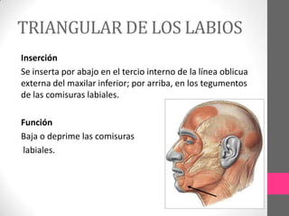 TRIANGULAR DE LOS LABIOS
Inserción
Se inserta por abajo en el tercio interno de la línea oblicua
externa del maxilar inferior; por arriba, en los tegumentos
de las comisuras labiales.

Función
Baja o deprime las comisuras
labiales.

 