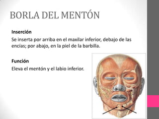 BORLA DEL MENTÓN
Inserción
Se inserta por arriba en el maxilar inferior, debajo de las
encías; por abajo, en la piel de la barbilla.
Función
Eleva el mentón y el labio inferior.

 