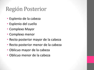Región Posterior
• Esplenio de la cabeza
• Esplenio del cuello
• Complexo Mayor
• Complexo menor
• Recto posterior mayor de la cabeza
• Recto posterior menor de la cabeza
• Oblicuo mayor de la cabeza
• Oblicuo menor de la cabeza

 