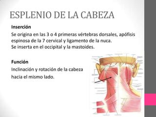 ESPLENIO DE LA CABEZA
Inserción
Se origina en las 3 o 4 primeras vértebras dorsales, apófisis
espinosa de la 7 cervical y ligamento de la nuca.
Se inserta en el occipital y la mastoides.
Función
Inclinación y rotación de la cabeza
hacia el mismo lado.

 