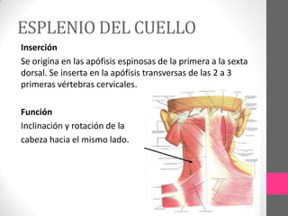 ESPLENIO DEL CUELLO
Inserción
Se origina en las apófisis espinosas de la primera a la sexta
dorsal. Se inserta en la apófisis transversas de las 2 a 3
primeras vértebras cervicales.
Función
Inclinación y rotación de la
cabeza hacia el mismo lado.

 