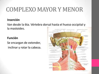 COMPLEXO MAYOR Y MENOR
Inserción
Van desde la 6ta. Vértebra dorsal hasta el hueso occipital y
la mastoides.
Función
Se encargan de extender,
inclinar y rotar la cabeza.

 