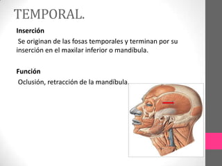 TEMPORAL.
Inserción
Se originan de las fosas temporales y terminan por su
inserción en el maxilar inferior o mandíbula.
Función
Oclusión, retracción de la mandíbula.

 