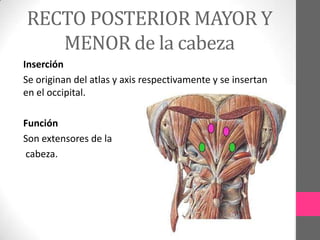 RECTO POSTERIOR MAYOR Y
MENOR de la cabeza
Inserción
Se originan del atlas y axis respectivamente y se insertan
en el occipital.
Función
Son extensores de la
cabeza.

 