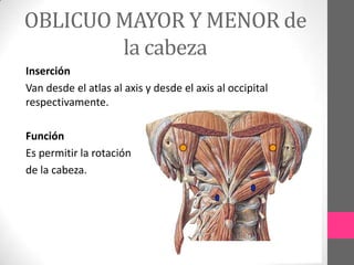 OBLICUO MAYOR Y MENOR de
la cabeza
Inserción
Van desde el atlas al axis y desde el axis al occipital
respectivamente.
Función
Es permitir la rotación
de la cabeza.

 
