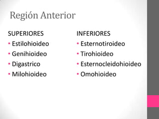 Región Anterior
SUPERIORES
• Estilohioideo
• Genihioideo
• Digastrico
• Milohioideo

INFERIORES
• Esternotiroideo
• Tirohioideo
• Esternocleidohioideo
• Omohioideo

 