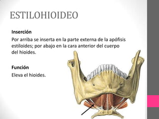 ESTILOHIOIDEO
Inserción
Por arriba se inserta en la parte externa de la apófisis
estiloides; por abajo en la cara anterior del cuerpo
del hioides.

Función
Eleva el hioides.

 