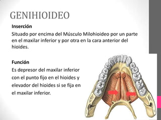 GENIHIOIDEO
Inserción
Situado por encima del Músculo Milohioideo por un parte
en el maxilar inferior y por otra en la cara anterior del
hioides.
Función
Es depresor del maxilar inferior
con el punto fijo en el hioides y
elevador del hioides si se fija en
el maxilar inferior.

 
