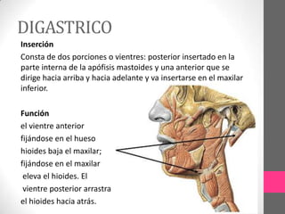 DIGASTRICO
Inserción
Consta de dos porciones o vientres: posterior insertado en la
parte interna de la apófisis mastoides y una anterior que se
dirige hacia arriba y hacia adelante y va insertarse en el maxilar
inferior.
Función
el vientre anterior
fijándose en el hueso
hioides baja el maxilar;
fijándose en el maxilar
eleva el hioides. El
vientre posterior arrastra
el hioides hacia atrás.

 