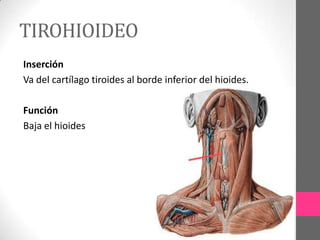 TIROHIOIDEO
Inserción
Va del cartílago tiroides al borde inferior del hioides.
Función
Baja el hioides

 