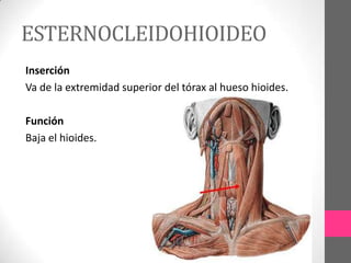 ESTERNOCLEIDOHIOIDEO
Inserción
Va de la extremidad superior del tórax al hueso hioides.
Función
Baja el hioides.

 