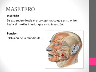 MASETERO
Inserción
Se extienden desde el arco cigomático que es su origen
hasta el maxilar inferior que es su inserción.
Función
Oclusión de la mandíbula.

 