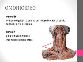 OMOHIOIDEO
Inserción
Músculo digástrico que va del hueso hioides al borde
superior de la escápula.
Función
Baja el hueso hioides
inclinándolo hacia atrás.

 