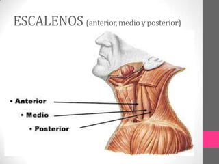 ESCALENOS (anterior, medio y posterior)

 