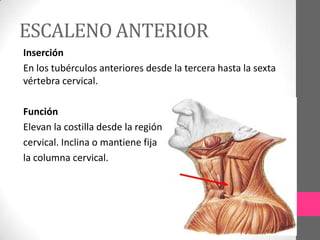 ESCALENO ANTERIOR
Inserción
En los tubérculos anteriores desde la tercera hasta la sexta
vértebra cervical.
Función
Elevan la costilla desde la región
cervical. Inclina o mantiene fija
la columna cervical.

 