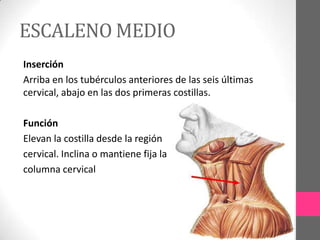 ESCALENO MEDIO
Inserción
Arriba en los tubérculos anteriores de las seis últimas
cervical, abajo en las dos primeras costillas.
Función
Elevan la costilla desde la región
cervical. Inclina o mantiene fija la
columna cervical

 