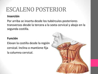 ESCALENO POSTERIOR
Inserción
Por arriba se inserta desde los tubérculos posteriores
transversos desde la tercera a la sexta cervical y abajo en la
segunda costilla.
Función
Elevan la costilla desde la región
cervical. Inclina o mantiene fija
la columna cervical.

 