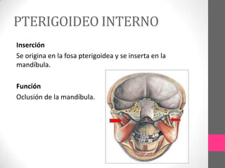 PTERIGOIDEO INTERNO
Inserción
Se origina en la fosa pterigoidea y se inserta en la
mandíbula.
Función
Oclusión de la mandíbula.

 