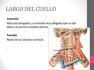 LARGO DEL CUELLO
Inserción
Músculo alargado y a menudo muy delgado que va del
atlas a la tercera vértebra dorsal.
Función
flexor de la columna cervical.
.

 