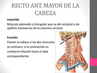RECTO ANT. MAYOR DE LA
CABEZA
Inserción
Músculo aplanado y triangular que va del occipital a las
apófisis transversas de la columna cervical.
Función
Flexión la cabeza si los dos músculos
se contraen; si la contracción es
unilateral rotación hacia el lado
correspondiente.

 