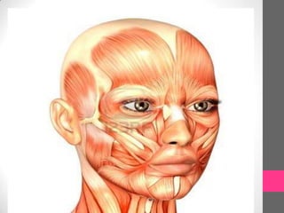 Músculos de la cabeza