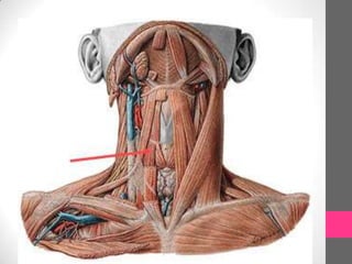 Músculos de la cabeza