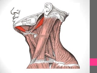 Músculos de la cabeza
