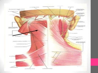 Músculos de la cabeza