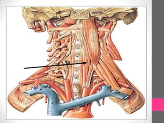 Músculos de la cabeza