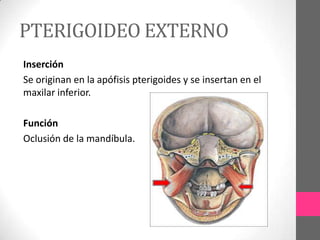 PTERIGOIDEO EXTERNO
Inserción
Se originan en la apófisis pterigoides y se insertan en el
maxilar inferior.
Función
Oclusión de la mandíbula.

 
