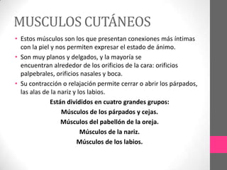 MUSCULOS CUTÁNEOS
• Estos músculos son los que presentan conexiones más íntimas
con la piel y nos permiten expresar el estado de ánimo.
• Son muy planos y delgados, y la mayoría se
encuentran alrededor de los orificios de la cara: orificios
palpebrales, orificios nasales y boca.
• Su contracción o relajación permite cerrar o abrir los párpados,
las alas de la nariz y los labios.
Están divididos en cuatro grandes grupos:
Músculos de los párpados y cejas.
Músculos del pabellón de la oreja.
Músculos de la nariz.
Músculos de los labios.

 