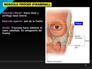 Musulo Procer Músculos de la cabeza | PPTX