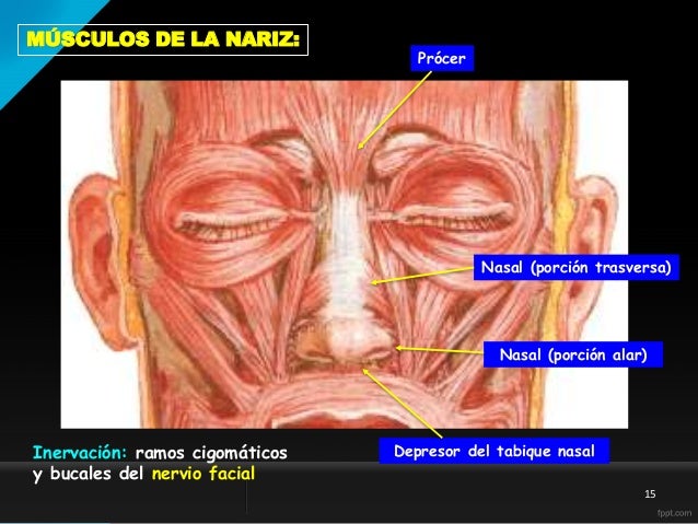 Depresor Del Tabique Nasal Origen E Insercion www.slideshare.net