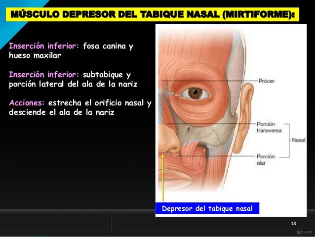 Depresor Del Tabique Nasal Origen E Insercion www.slideshare.net