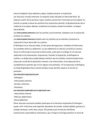 Lleva el omóplato hacia adelante y abajo. Colabora durante la inspiración.
Los músculos serratos anteriores (o mayores) están ubicados en lateral del tórax. Se
originan a partir de las primeras nueve costillas y tienen tres inserciones en la escápula. Su
función es ayudar a elevar las costillas en la inspiración y permitir el desplazamiento hacia
medial de la escápula. Además, estabilizan la escápula cuando los hombros se dirigen
hacia delante.
Los intercostales externos unen las costillas con el esternón. Colaboran con la inspiración
al elevar las costillas.
Los intercostales internos también unen las costillas con el esternón y favorecen la
espiración al hacer descender las costillas.
El diafragma es un músculo impar, el más plano del organismo. Establece el límite entre
las cavidades torácica y abdominal. La cara abdominal es cóncava y la torácica convexa.
Posee un orificio para el paso de la arteria aorta y otro para el esófago. Es un músculo
implicado en los movimientos respiratorios. Durante la inspiración, el diafragma se
contrae y se dirige hacia caudal (abajo), mientras que las costillas son presionadas hacia
afuera por acción de los pectorales menores y los intercostales. Esta expansión de la
cavidad torácica permite que el aire ingrese a los pulmones. En la espiración, el diafragma
se relaja dirigiéndose hacia craneal (arriba), lo que permite expulsar el aire de los
pulmones.
Los músculos inspiratorios son:
-Diafragma
-Intercostales externos
-Serratos anteriores
-Pectorales
Los músculos implicados en la espiración son:
-Intercostales internos
-Oblicuos abdominales
-Recto abdominal
Otros músculos accesorios también participan en la mecánica respiratoria.El diafragma
puede sufrir irritaciones ante ingestión abundante de comida, alcohol, bebidas gaseosas o
estados nerviosos, entre otras causas. Ello provoca que el músculo manifieste
contracciones espasmódicas involuntarias, que al llegar a la laringe provocan el cierre de
 