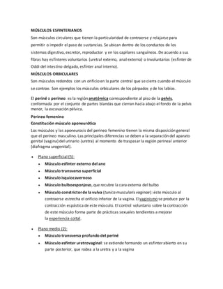 MÚSCULOS ESFINTERIANOS
Son músculos circulares que tienen la particularidad de contraerse y relajarse para
permitir o impedir el paso de sustancias. Se ubican dentro de los conductos de los
sistemas digestivo, excretor, reproductor y en los capilares sanguíneos. De acuerdo a sus
fibras hay esfínteres voluntarios (uretral externo, anal externo) o involuntarios (esfínter de
Oddi del intestino delgado, esfínter anal interno).
MÚSCULOS ORBICULARES
Son músculos redondos con un orificio en la parte central que se cierra cuando el músculo
se contrae. Son ejemplos los músculos orbiculares de los párpados y de los labios.
El periné o perineo es la región anatómica correspondiente al piso de la pelvis,
conformada por el conjunto de partes blandas que cierran hacia abajo el fondo de la pelvis
menor, la excavación pélvica.
Perineo femenino
Constitución músculo aponeurótica
Los músculos y las aponeurosis del perineo femenino tienen la misma disposición general
que el perineo masculino. Las principales diferencias se deben a la separación del aparato
genital (vagina) del urinario (uretra) al momento de traspasar la región perineal anterior
(diafragma urogenital).
 Plano superficial (5):
 Músculo esfínter externo del ano
 Músculo transverso superficial
 Músculo isquiocavernoso
 Músculo bulboesponjoso, que recubre la cara externa del bulbo
 Músculo constrictorde la vulva (tunica muscularis vaginae): éste músculo al
contraerse estrecha el orificio inferior de la vagina. Elvaginismo se produce por la
contracción espástica de este músculo. El control voluntario sobre la contracción
de este músculo forma parte de prácticas sexuales tendientes a mejorar
la experiencia coital.
 Plano medio (2):
 Músculo transverso profundo del periné
 Músculo esfínter uretrovaginal: se extiende formando un esfínter abierto en su
parte posterior, que rodea a la uretra y a la vagina
 