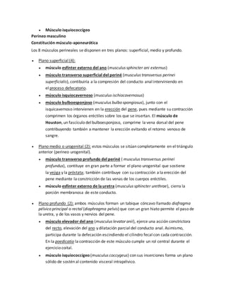  Músculo isquiococcígeo
Perineo masculino
Constitución músculo-aponeurótica
Los 8 músculos perineales se disponen en tres planos: superficial, medio y profundo.
 Plano superficial (4):
 músculo esfínter externo del ano (musculus sphincter ani externus)
 músculo transverso superficial del periné (musculus transversus perinei
superficialis), contibuiría a la compresión del conducto anal interviniendo en
el proceso defecatorio.
 músculo isquiocavernoso (musculus ischiocavernosus)
 músculo bulboesponjoso (musculus bulbo spongiosus), junto con el
isquicavernoso intervienen en la erección del pene, pues mediante su contracción
comprimen los órganos eréctiles sobre los que se insertan. El músculo de
Houston, un fascículo del bulboesponjoso, comprime la vena dorsal del pene
contribuyendo también a mantener la erección evitando el retorno venoso de
sangre.
 Plano medio o urogenital (2): estos músculos se sitúan completamente en el triángulo
anterior (perineo urogenital).
 músculo transverso profundo del periné ( musculus transversus perinei
profundus), contituye en gran parte a formar el plano urogenital que sostiene
la vejiga y la próstata; también contribuye con su contracción a la erección del
pene mediante la constricción de las venas de los cuerpos eréctiles.
 músculo esfínter externo de la uretra (musculus sphincter urethrae), cierra la
porción membranosa de este conducto.
 Plano profundo (2): ambos músculos forman un tabique cóncavo llamado diafragma
pélvico principal o rectal (diaphragma pelvis) que con un gran hiato permite el paso de
la uretra, y de los vasos y nervios del pene.
 músculo elevador del ano (musculus levator anii), ejerce una acción constrictora
del recto, elevación del ano y dilatación parcial del conducto anal. Asimismo,
participa durante la defecación escindiendo el cilindro fecal con cada contracción.
En la poedicatio la contracción de este músculo cumple un rol central durante el
ejercicio coital.
 músculo isquiococcígeo (musculus coccygeus) con sus inserciones forma un plano
sólido de sostén al contenido visceral intrapélvico.
 
