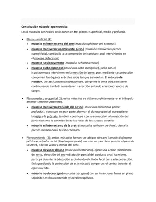 Constitución músculo-aponeurótica
Los 8 músculos perineales se disponen en tres planos: superficial, medio y profundo.
 Plano superficial (4):
 músculo esfínter externo del ano (musculus sphincter ani externus)
 músculo transverso superficial del periné (musculus transversus perinei
superficialis), contibuiría a la compresión del conducto anal interviniendo en
el proceso defecatorio.
 músculo isquiocavernoso (musculus ischiocavernosus)
 músculo bulboesponjoso (musculus bulbo spongiosus), junto con el
isquicavernoso intervienen en la erección del pene, pues mediante su contracción
comprimen los órganos eréctiles sobre los que se insertan. El músculo de
Houston, un fascículo del bulboesponjoso, comprime la vena dorsal del pene
contribuyendo también a mantener la erección evitando el retorno venoso de
sangre.
 Plano medio o urogenital (2): estos músculos se sitúan completamente en el triángulo
anterior (perineo urogenital).
 músculo transverso profundo del periné ( musculus transversus perinei
profundus), contituye en gran parte a formar el plano urogenital que sostiene
la vejiga y la próstata; también contribuye con su contracción a la erección del
pene mediante la constricción de las venas de los cuerpos eréctiles.
 músculo esfínter externo de la uretra (musculus sphincter urethrae), cierra la
porción membranosa de este conducto.
 Plano profundo (2): ambos músculos forman un tabique cóncavo llamado diafragma
pélvico principal o rectal (diaphragma pelvis) que con un gran hiato permite el paso de
la uretra, y de los vasos y nervios del pene.
 músculo elevador del ano (musculus levator anii), ejerce una acción constrictora
del recto, elevación del ano y dilatación parcial del conducto anal. Asimismo,
participa durante la defecación escindiendo el cilindro fecal con cada contracción.
En la poedicatio la contracción de este músculo cumple un rol central durante el
ejercicio coital.
 músculo isquiococcígeo (musculus coccygeus) con sus inserciones forma un plano
sólido de sostén al contenido visceral intrapélvico.
 