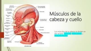 Músculos de la
cabeza y cuello
Los músculos de la cabeza se dividen en
dos grupos: músculos masticadores y
músculos faciales.
 