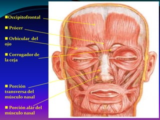 Musulo Procer Músculos de la Cara. Morfo III. Ing Biomédica | PPTX