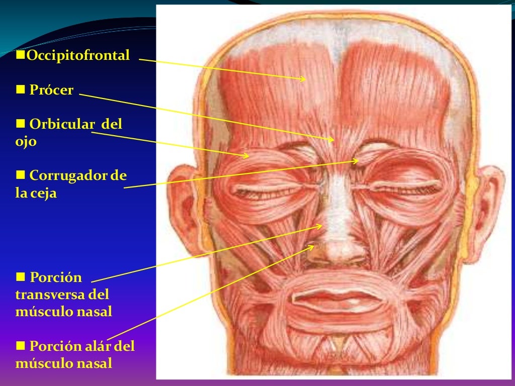Músculos de la Cara. Morfo III. Ing Biomédica Músculos de la Cara. Morfo III. Ing Biomédica