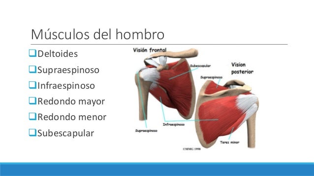 Músculos de la cintura escapular