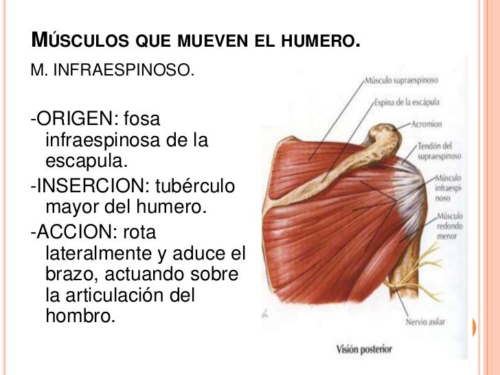 MúSculos De La Cintura Escapular Y Las Extremidades Superiores.
