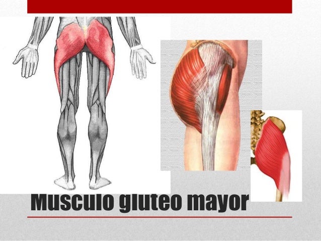 più vicino a miglior grossista negozi popolari Músculos de la cintura pélvica più vicino a miglior grossista negozi popolari Músculos de la cintura pélvica
