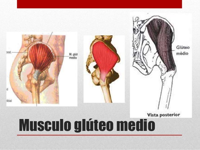 più vicino a miglior grossista negozi popolari Músculos de la cintura pélvica più vicino a miglior grossista negozi popolari Músculos de la cintura pélvica