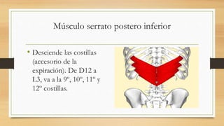 Músculo serrato postero inferior
• Desciende las costillas
(accesorio de la
expiración). De D12 a
L3, va a la 9º, 10º, 11º y
12º costillas.
 