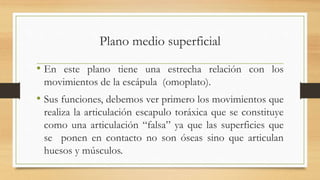 Plano medio superficial
• En este plano tiene una estrecha relación con los
movimientos de la escápula (omoplato).
• Sus funciones, debemos ver primero los movimientos que
realiza la articulación escapulo toráxica que se constituye
como una articulación “falsa” ya que las superficies que
se ponen en contacto no son óseas sino que articulan
huesos y músculos.
 